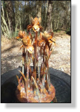 Copper iris dripping fountain