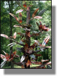 Copper magnolia tree fountain close-up