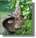 Flying heron for Jim and Margaret in Baton Rouge. Water pours from wings.