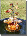 Small copper camelia fountain