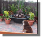 Dog watching custom fountain on nice patio